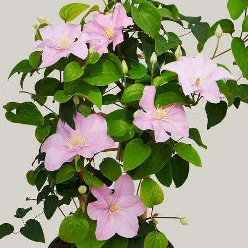 YouGarden Clematis Pompeii Boulevard Pink Climber, 3 x Established Plants in 10.5cm Pots – 2