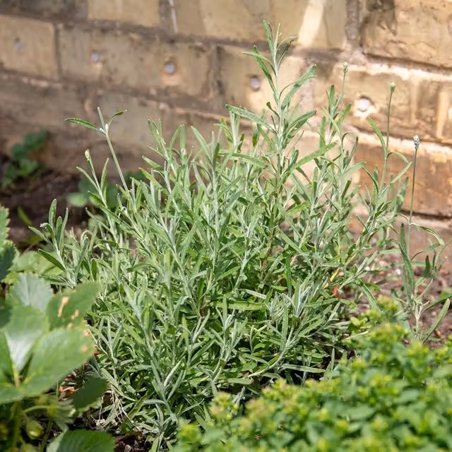 Marshalls Garden Green and White Tarragon Perennial Herb Plant