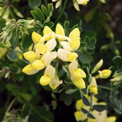 Thompson & Morgan Coronilla Citrina Fragrant Yellow Winter Flowering Ornamental Shrub, 3 x 3 Litre Potted Plants – 2