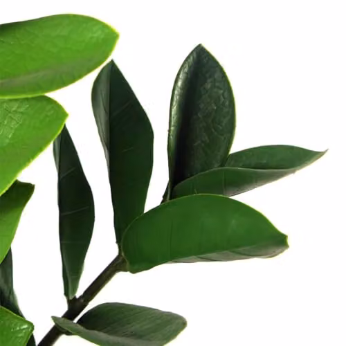 Leaf Design UK Realistic Large Artificial Zanzibar Gem Foliage Plant in Green Pot, Height: 75 cm – 3