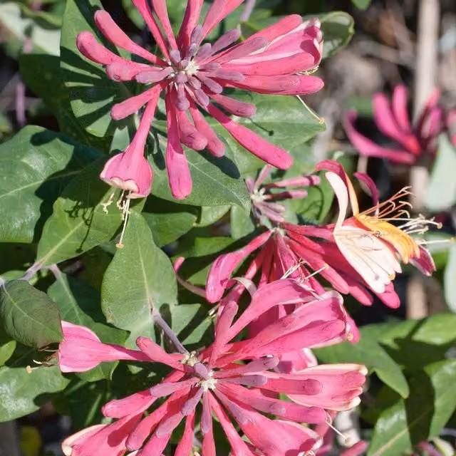 Marshalls Garden Honeysuckle Goldflame Climbing Plant, Fragrant and Pollinator-Friendly, 2 Litre, Pink, Yellow and Red