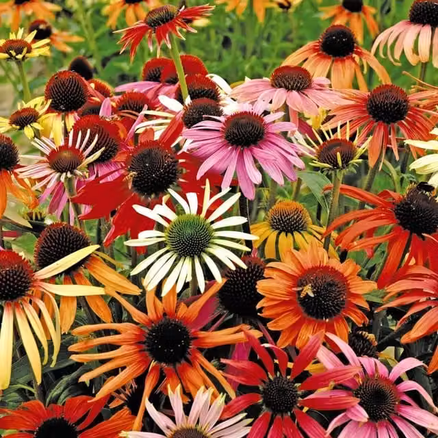Thompson & Morgan Echinacea Primadonna Mixed PowWow Multicolour Garden Ready Perennial Plants