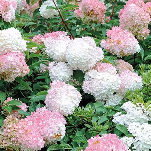 Thompson & Morgan White Vanille Fraise Hydrangea Ornamental Outdoor Shrub in 8cm Pot – 4