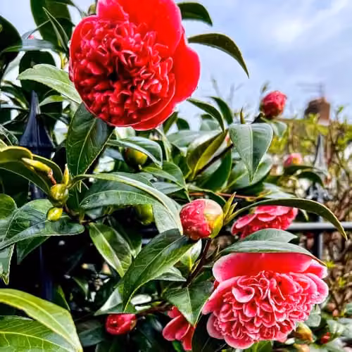 Thompson & Morgan Camellia x williamsii Ruby Wedding Evergreen Flowering Ornamental Shrub with Red Blooms, 3 Litre Pot