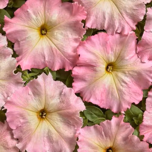 Thompson & Morgan Petunia hybrida Alenka F1 Flower Seeds, Baby Pink and Yellow, 30 Seeds