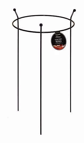 Tom Chambers Cottage Garden Small Black Steel Herbaceous Plant Support Ring W: 60 cm, D: 35 cm