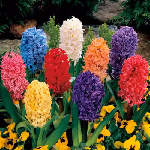 YouGarden Mixed Hyacinth Bulbs, 20 Multicolour Bulbs for Autumn Planting – 1