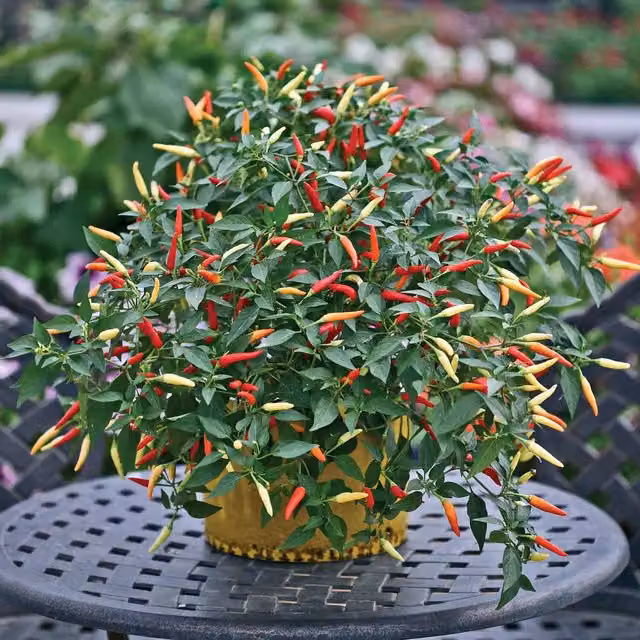 Marshalls Garden Basket of Fire Chilli Seeds, Compact Trailing Red Variety, Pack of 6