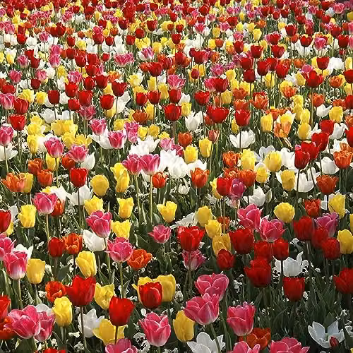 GreenBrokers Big Value Pack Multicolour Tulip Bulbs – 3
