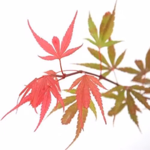 Thompson and Morgan Acer palmatum Shaina Japanese Maple with Red Foliage, 3 x 3 Litre Pots, Height: 60 cm – 2