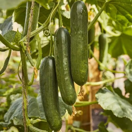 Thompson & Morgan Cucumber Merlin F1 Vegetable Seeds – 2