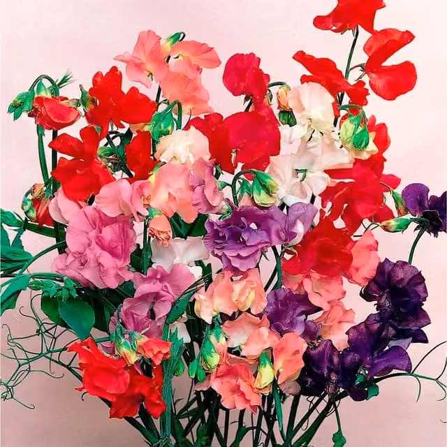 Plants By Post Sweet Pea Spencer Mixed Fragrant Climber Flowers, Pink, Purple and Red, 3 x 9cm Pots