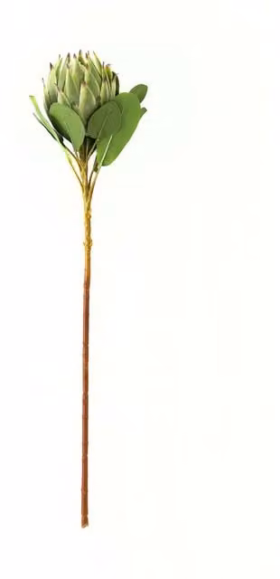 KDMK Organic Large Vibrant Floral Protea in Green