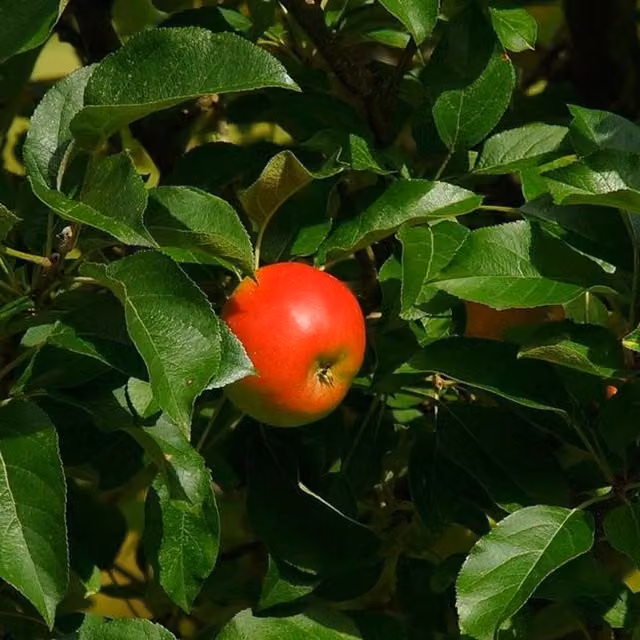 Directplants Queen Cox Apple Fruit Tree, 182.88 cm, 12L Pot