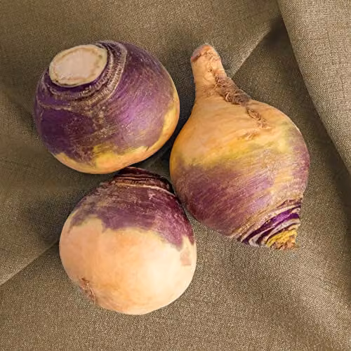 Thompson and Morgan Brora Rutabaga Swede Seeds, Approx. 750 Seeds – 1