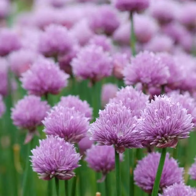 Primrose Purple Chives Allium Schoenoprasum Perennial Herb Garden Plant in 9cm Pot