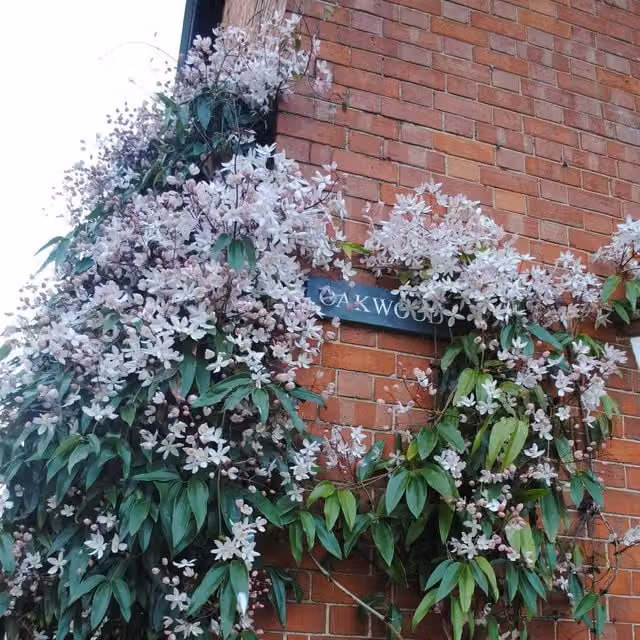 Plants By Post Clematis Armandii Appleblossom Climber in Pink and White
