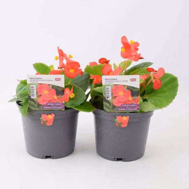 Plants by Post Scarlet Red Begonia Bedding Plants, 2 x 1L
