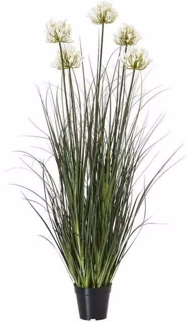 Lemon Pavilion Large Potted Agapanthus Lily Plant in White Plastic Pot, Height: 120 cm