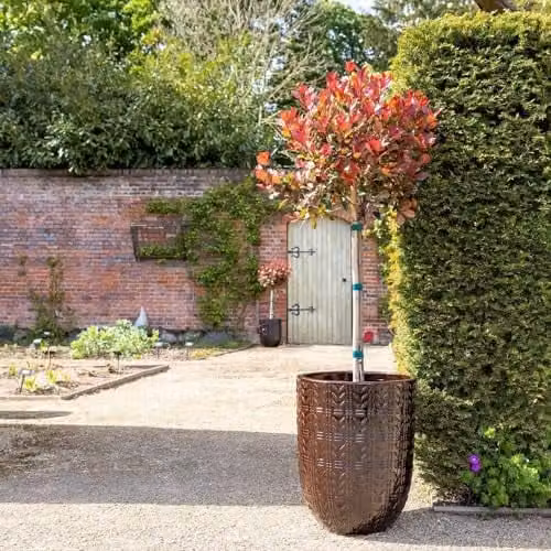 Primrose Glazed Terracotta Planter in Brown, Height: 63 cm