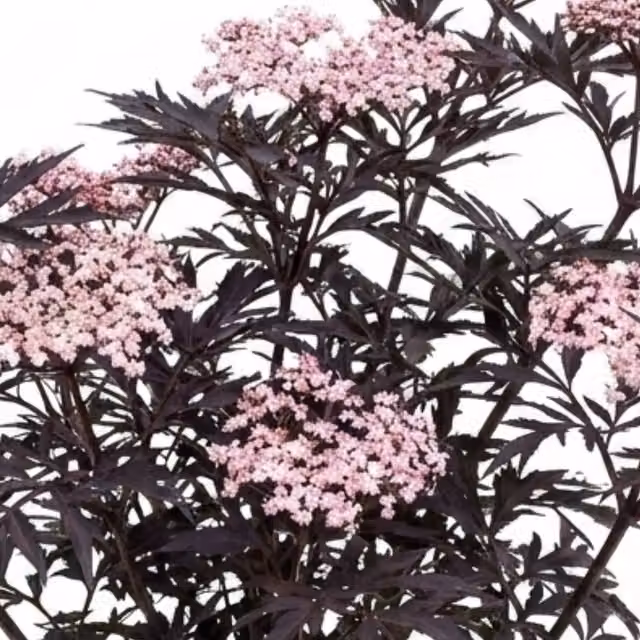 Plants by Post Sambucus Black Lace Elderberry Hardy Purple Ornamental Shrub, 3L Pot
