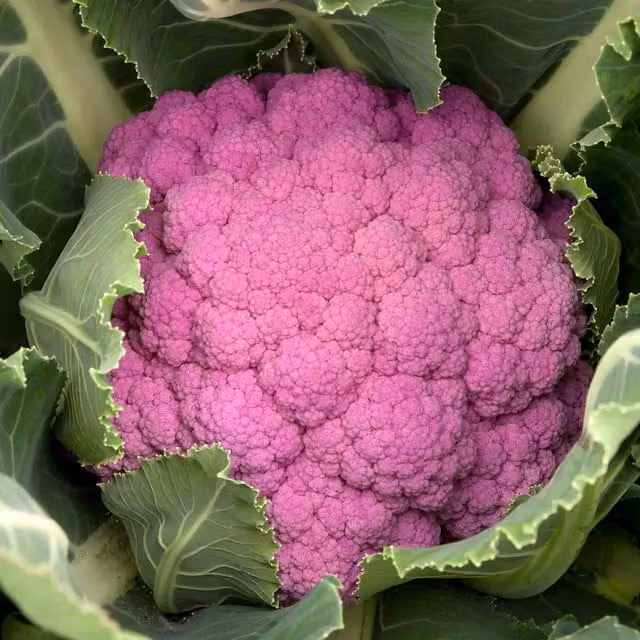 Marshalls Garden Depurple F1 Cauliflower Seeds for Purple Florets, 8 Seeds