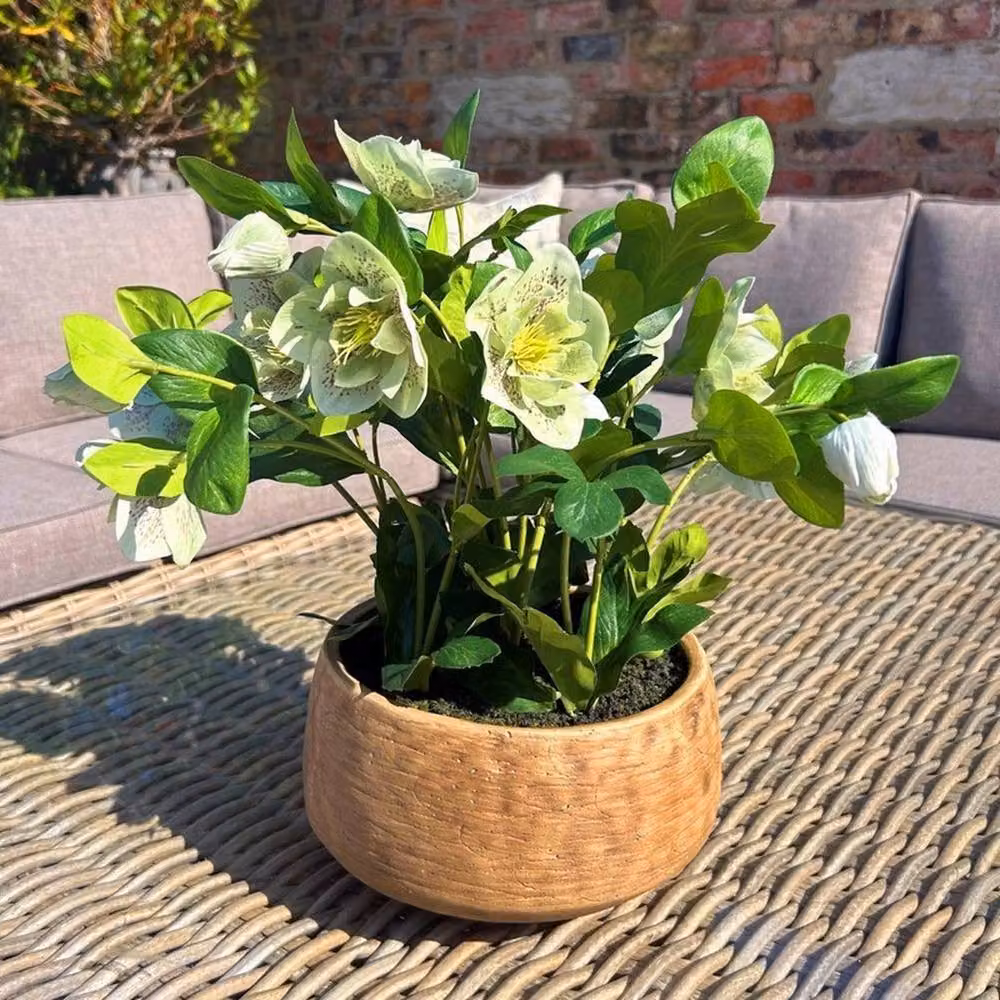 Lemon Pavilion Furniture and Decor Potted Hellebore Plant in Green and Taupe, W: 38 cm, D: 38 cm, H: 41 cm – 2