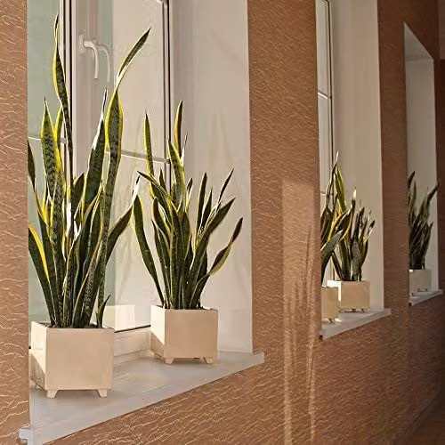 Thompson and Morgan Sansevieria Trifasciata Var. Laurentii Indoor Houseplant, Potted, 19 cm – 4
