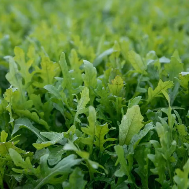 Marshalls Garden Rocket Salad Seeds, 1800 Seeds, Green