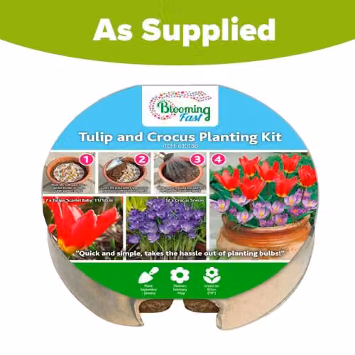 YouGarden Tulip and Crocus Planting Kit with 19 Bulbs in Multicolour Red and Blue – 2