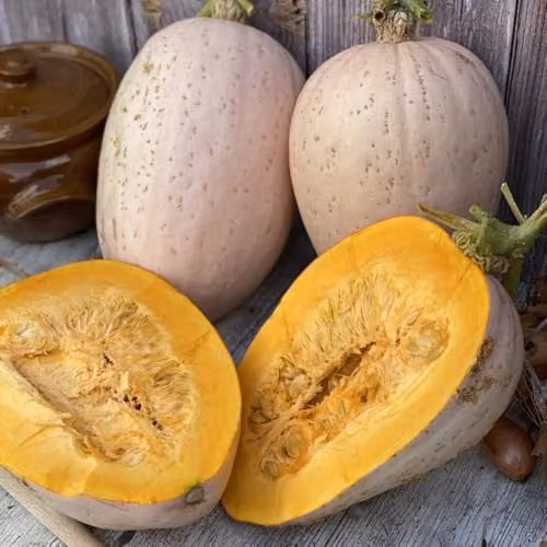 Thompson & Morgan Jumbo Pink Banana Squash Vegetable Seeds, 10 Seeds per Packet