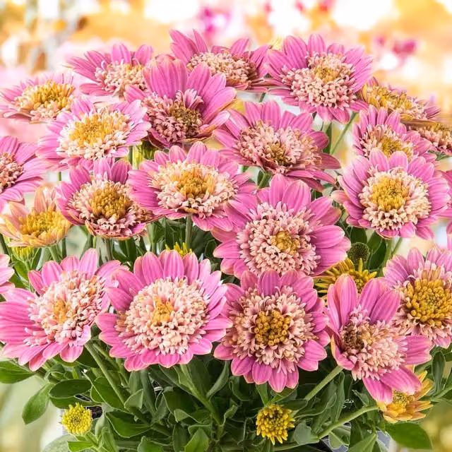 Marshalls Garden Osteospermum Dalina Double Pink Perennial Outdoor Plant