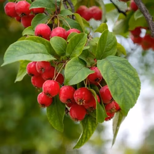 Thompson & Morgan Malus Sun Rival Crab Apple Tree with White Spring Blossom and Scarlet Autumn Fruit, Bare Root Ornamental Garden Shrub
