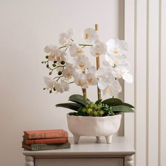 Scottish Everlastings Ltd White Orchid in a Round Footed Concrete Pot, Height: 50 cm – 1