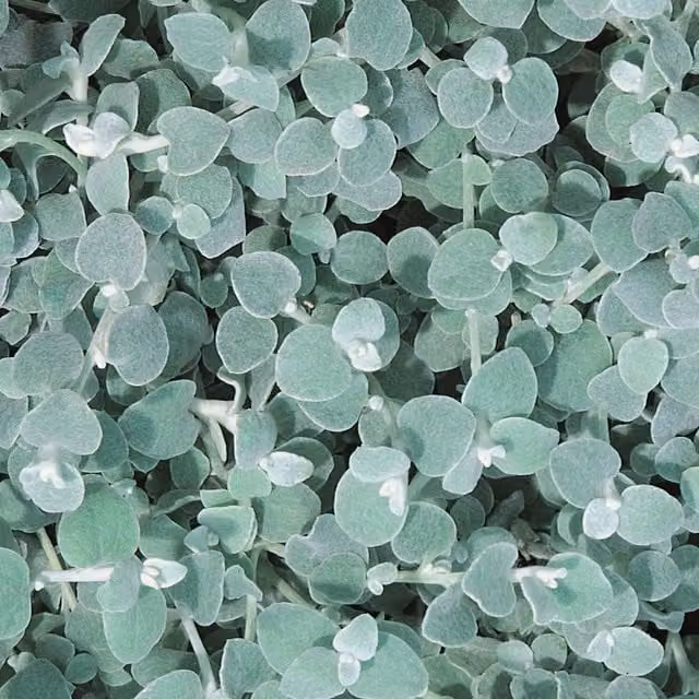 Plants By Post Helichrysum Silver Perennial Outdoor Ground Cover Plant, 9cm Pot