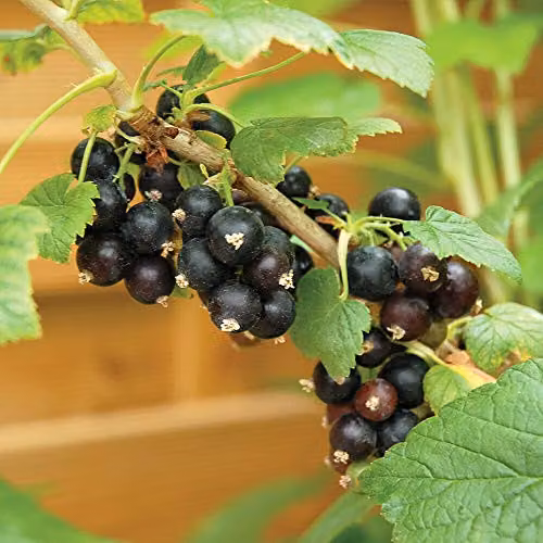 Thompson and Morgan Ebony Blackcurrant Hardy Fruit Shrub Garden Plant, 3L Pot