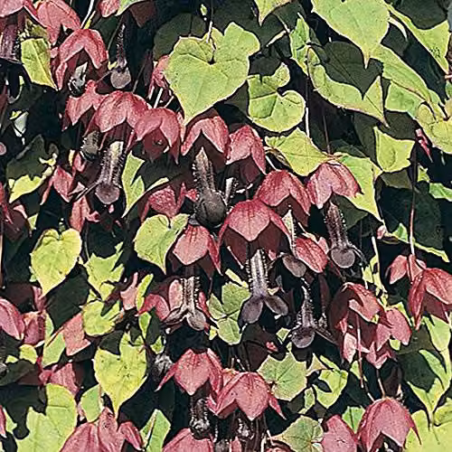 Thompson and Morgan Purple Bell Vine Rhodochiton atrosanguineum Flower Seeds, 10 Seeds per Packet