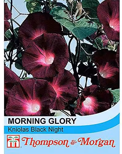 Thompson and Morgan Morning Glory Kniolas Black Night Ipomoea purpurea Seeds, 30 Seeds per Packet