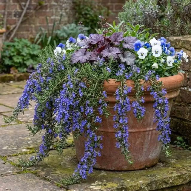 Plants by Post Salvia Potted Herb in 6 x 2L Pots, Green, Silver and Blue