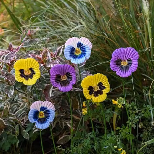Garden Gear Metal Floral Flower Stakes, Multi-coloured Decorative Pansy Ornaments for Gardens and Patios, Pack of 12 – 2