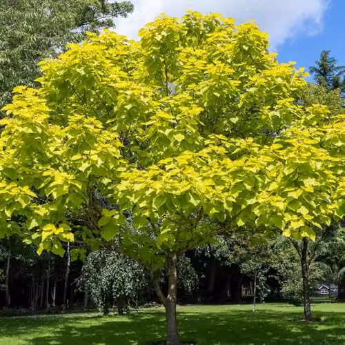 YouGarden Golden Indian Bean Tree Catalpa bignonioides Aurea Ornamental Plant in 5 Litre Pot