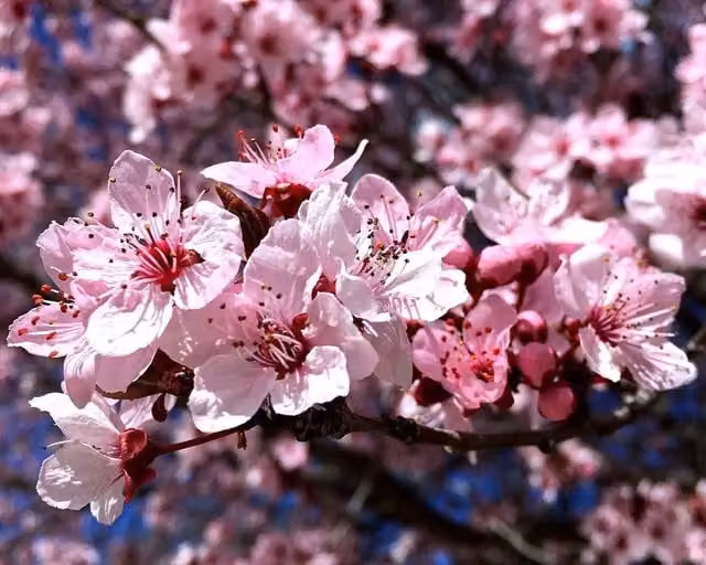 Directplants Prunus Cerasifera Ornamental Cherry Tree, Green and Pink, Height: 182.88 cm, 12 Litre Pot