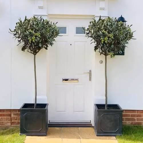 Thompson and Morgan Hardy Fruiting Olive Tree Standard with Evergreen Foliage in 24cm Pot, Height: 140-160 cm