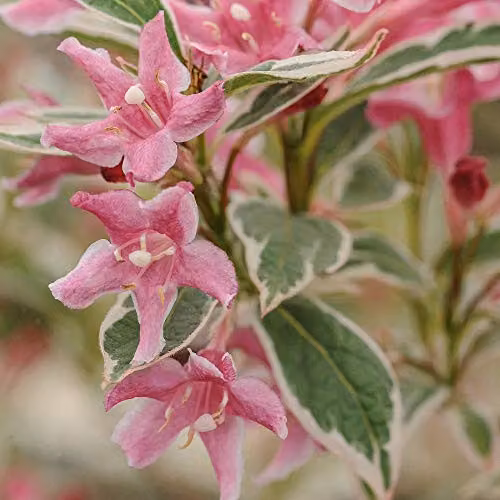 Thompson and Morgan Weigela Florida Variegata Hardy Ornamental Shrub with Rose-Pink Flowers, 9cm Pot – 2