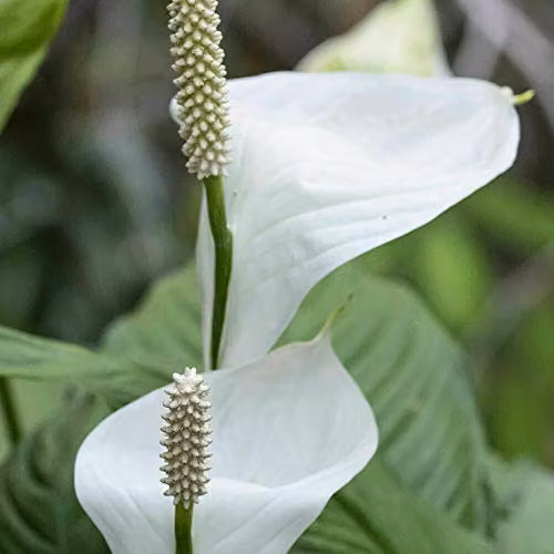 Thompson and Morgan Spathiphyllum Peace Lily Flowering Indoor Perennial House Plant, 1 x 9cm Pot – 3