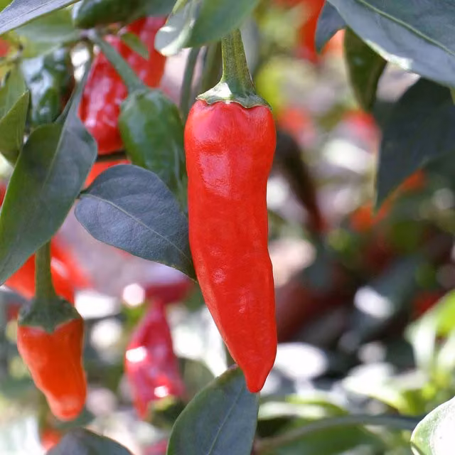 Marshalls Garden Apache Red Chilli Potted Capsicum Bedding Plant