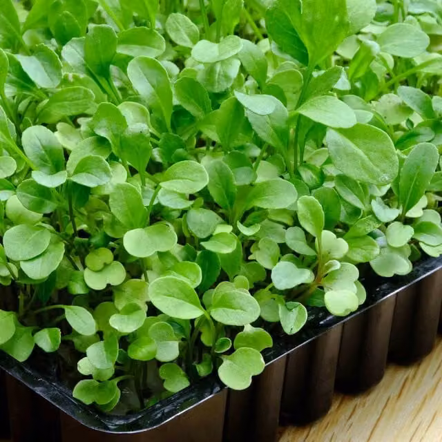 Unwins Broccoli Microgreens Vegetable Seeds, Green