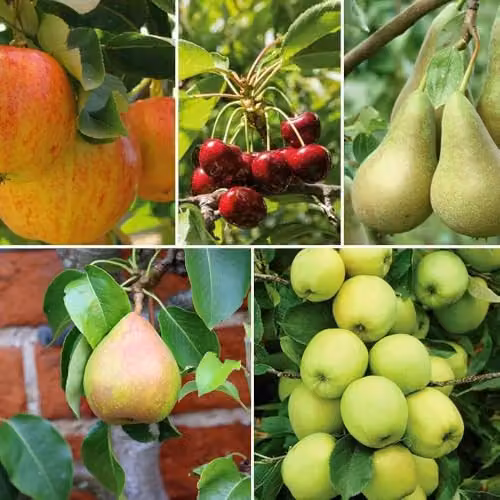 Thompson & Morgan Patio Fruit Tree Collection of Apple, Pear and Cherry Varieties, 5 x 9cm Potted Plants