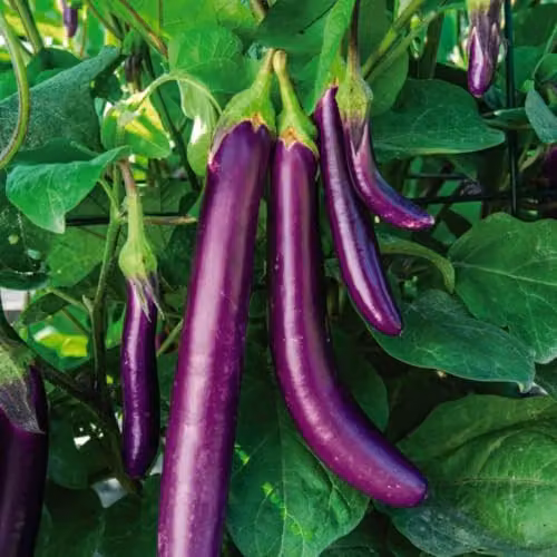 Thompson & Morgan Aubergine Three Knight F1 Recipe Seed Collection, Trio of Purple, White and Green Varieties, 9 Seeds – 2