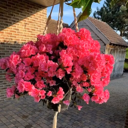 Thompson and Morgan Bright Fuchsia Azalea Cascadelula Hardy Evergreen Ornamental Shrub, 2 x 19cm Pots